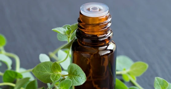 Oregano Oil Oregano Oil