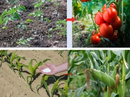 Inorganic salt Zinc Sulphate Monohydrate Inorganic salt Zinc Sulphate Monohydrate